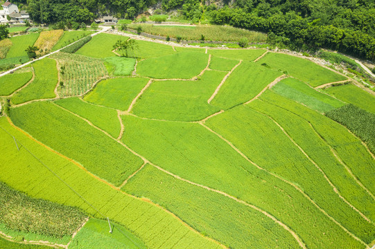 稻田航拍