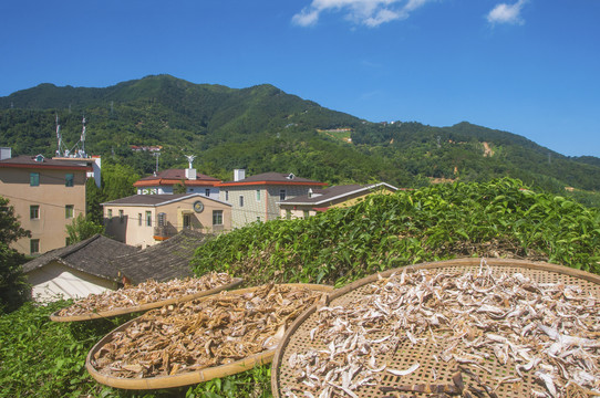 大羽村旅拍风景