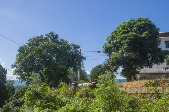 大羽村荔枝树