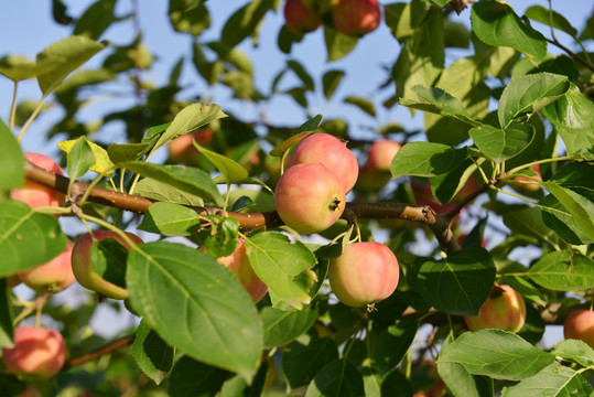 果树上成熟的红苹果