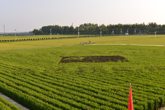 农田里成熟的水稻田