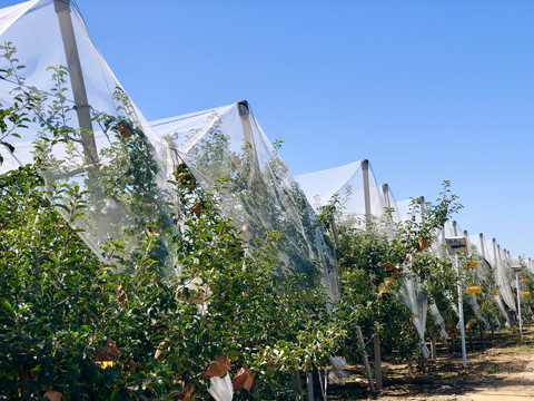 农业科技苹果种植基地
