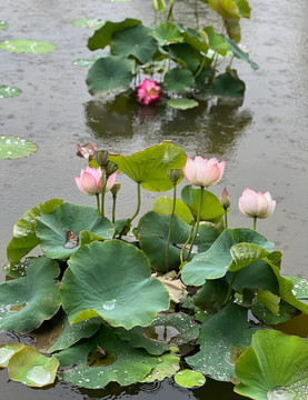 雨中荷花