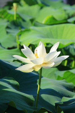 夏日荷花素材背景