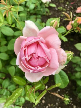 粉色月季花