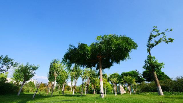 广角拍摄园林绿草地