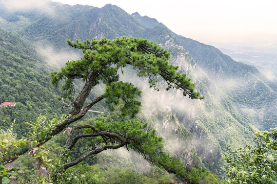 庐山松