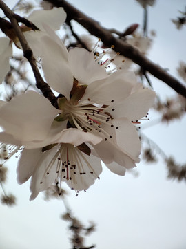 早春的桃花