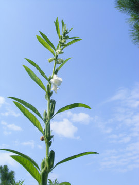 芝麻开花