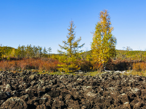 火山岩秋季森林