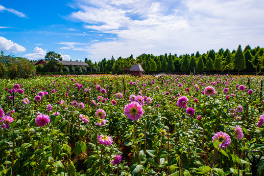 鲜花种植