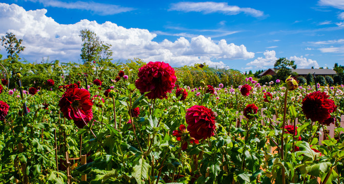 大丽花花田