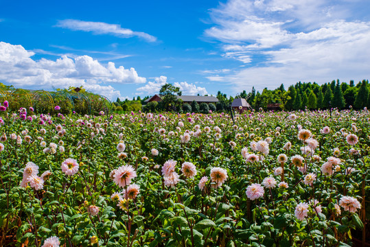 鲜花种植