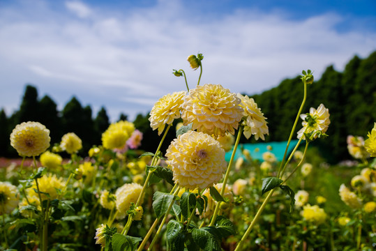 大丽菊