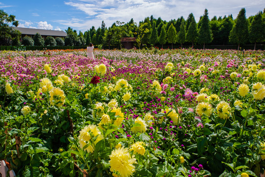 大丽花花田