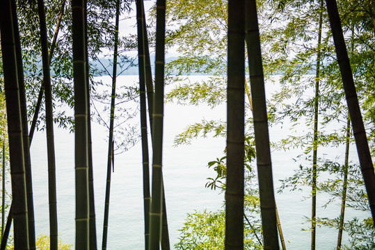 千岛湖竹林