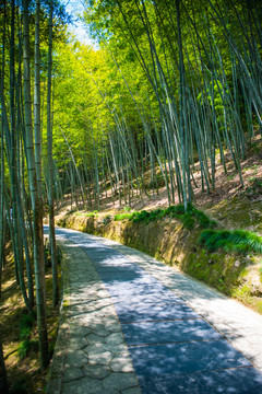 千岛湖竹林幽径