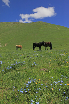 高原牧场