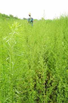 野草