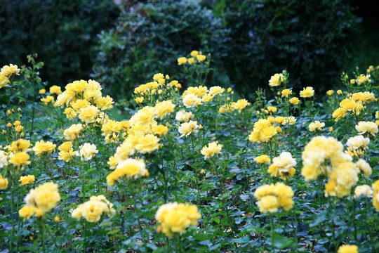 月季花园