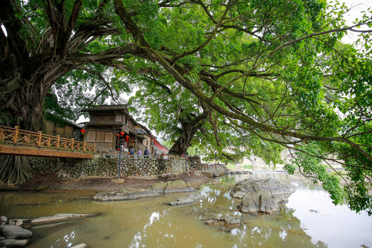 云水谣大榕树