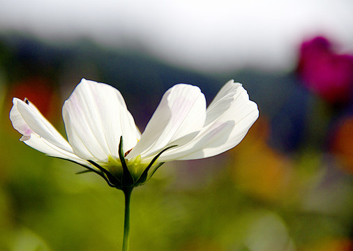 格桑花