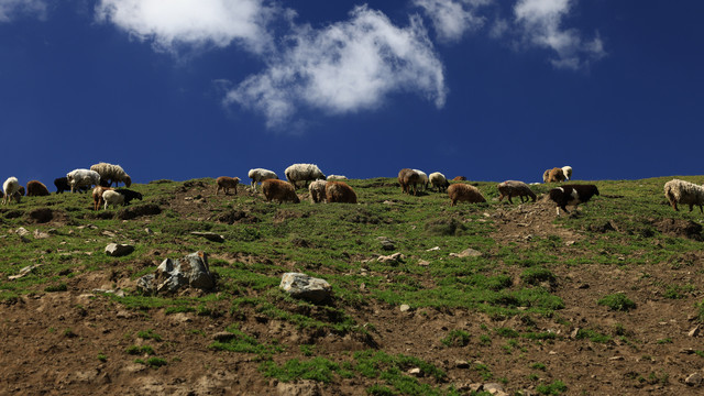 那拉提大草原羊群