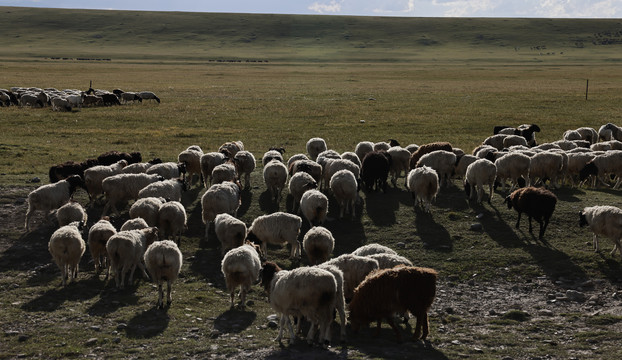 那拉提的牧羊人