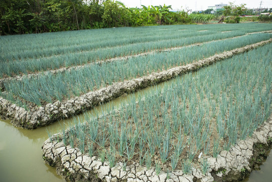 小香葱种植