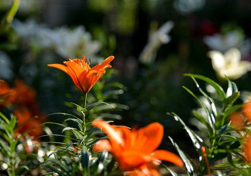 百合花