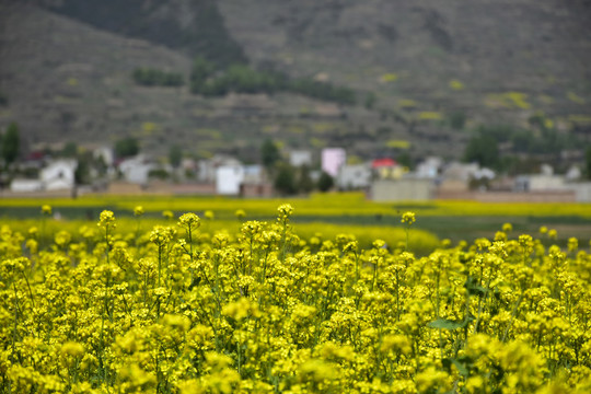 乡村油菜花