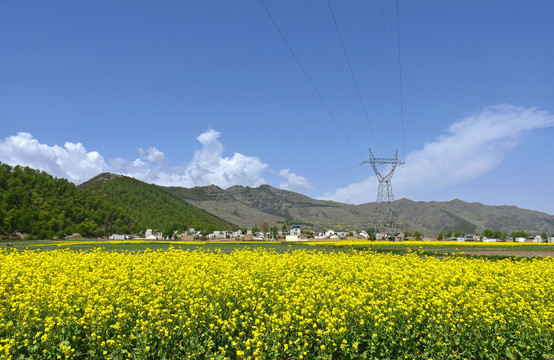 乡村油菜花