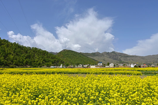 乡村油菜花