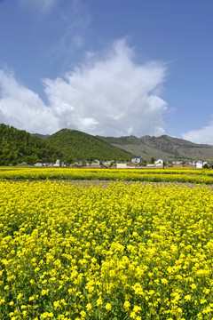 乡村油菜花