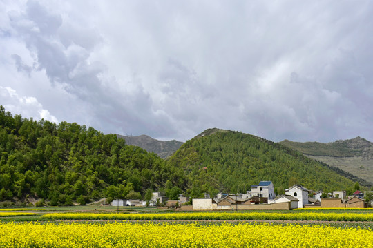 乡村油菜花