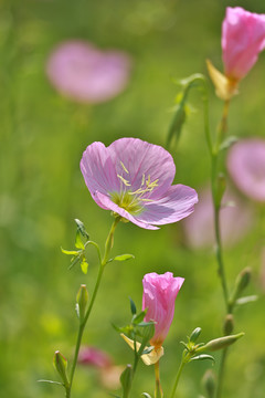 夏花