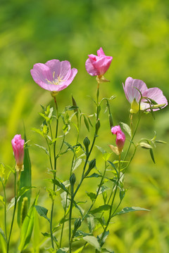 夏日莲莲