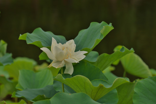 夏日莲莲