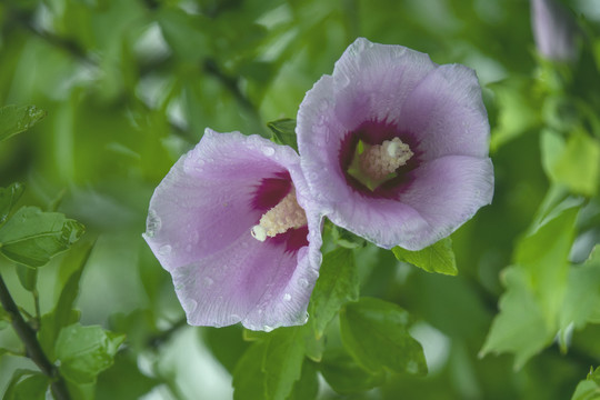 木槿花