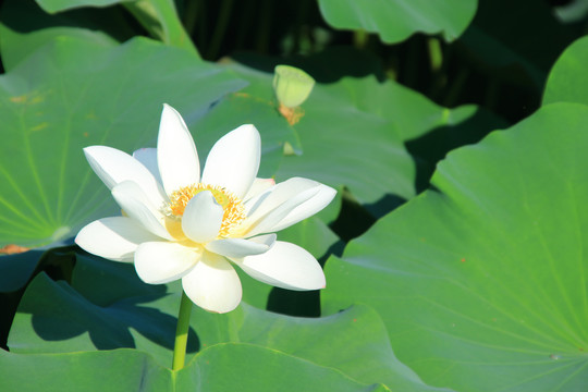 夏季荷花素材背景