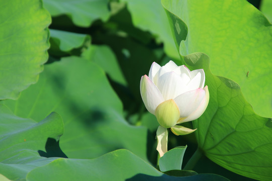 夏季荷花素材背景