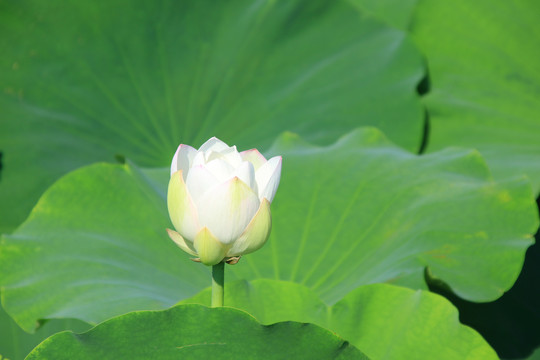 夏季荷花素材背景