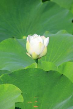 夏季荷花素材背景