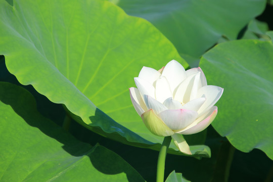 夏季荷花素材背景