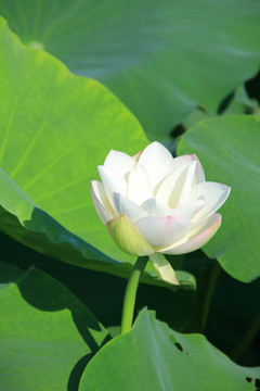 夏季荷花素材背景