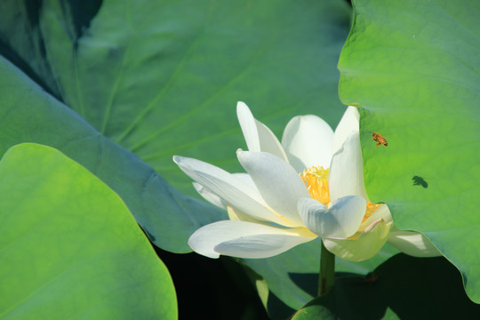 夏季荷花素材背景