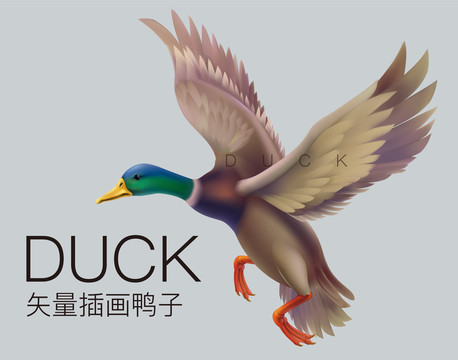 鴨子