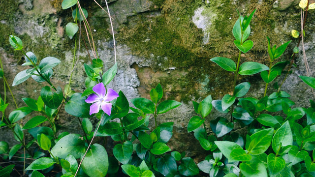 花叶蔓吊兰