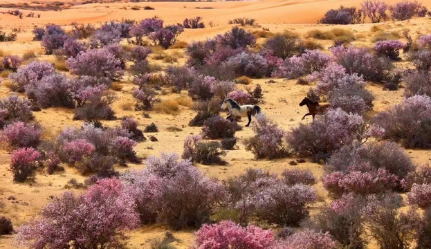 大漠风景