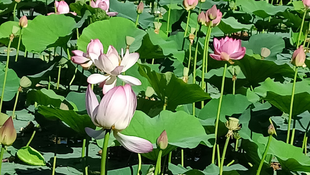 荷花美景